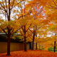 Illustration for article titled Shooting Challenge: Fall Leaves Gallery